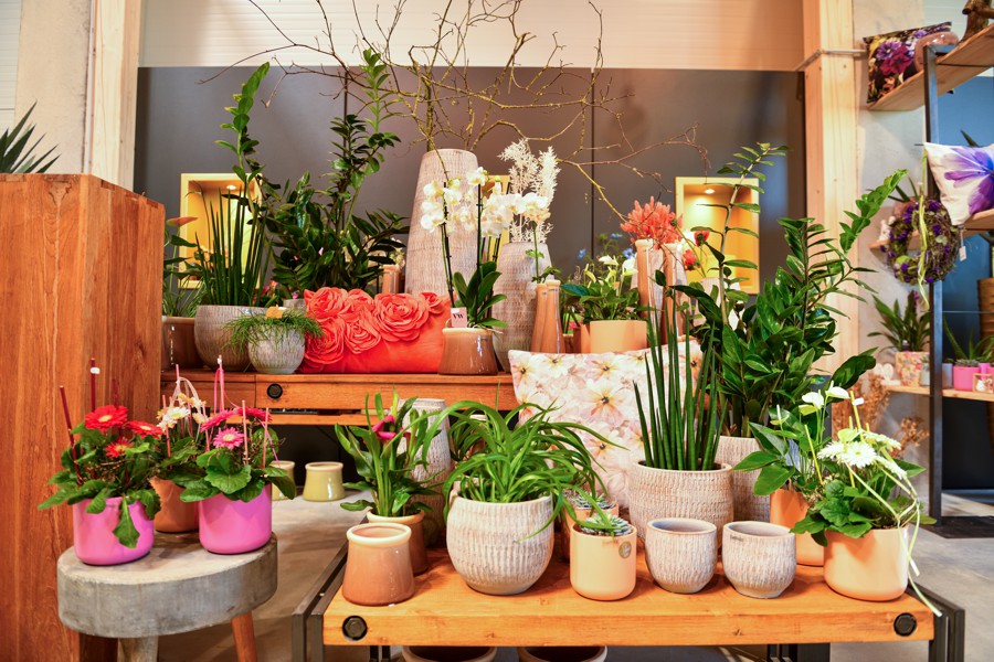 Auswahl an frischen Schnittblumen und Topfpflanzen, dekorativ arrangiert auf Tischen und Holzelementen.